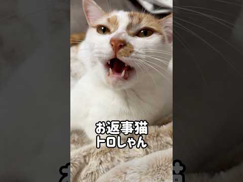 お返事猫トロしゃん shorts サムネイル