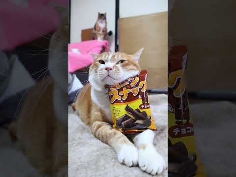 コーンスナック チョコ　260503　 cat のせ猫 cute　 猫のいる暮らし　 コーンスナック　 猫　　 ねこ… サムネイル