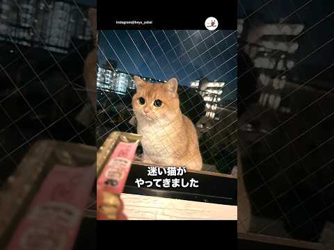 迷い猫がやってきた！｜PECO サムネイル