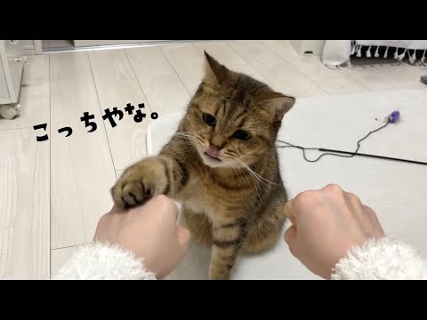 オヤツが入っている手をバシッと的中させる猫