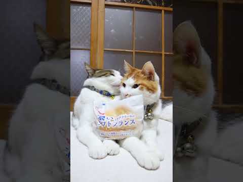 濃いミルククリームのソフトフランス　260527　 cat のせ猫 kitty　 ソフトフランス ネコ cute　 ね… サムネイル