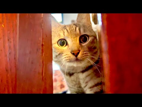 部屋を出禁になった猫がとんでもないことをし始めた サムネイル