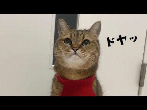 まさかこんな衣装が似合う猫がいるとは…