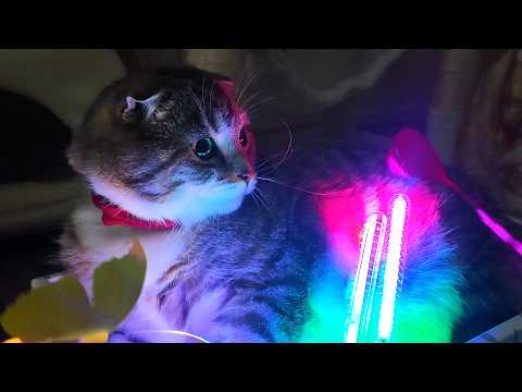 パリピキャット🐱✨ サムネイル