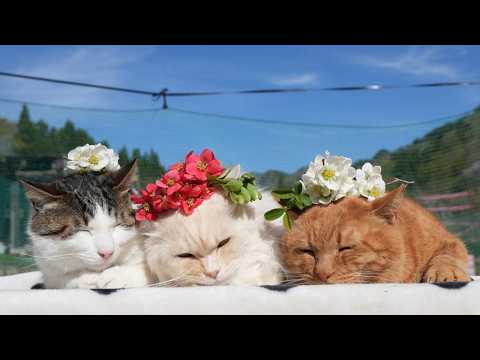 紅白木瓜　のせ猫　　260515 サムネイル
