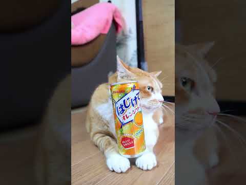 はじけてオレンジソーダ　260916　 cat のせ猫 cute　 ねこ　 猫のいる暮らし  はじけてオレンジソーダ
