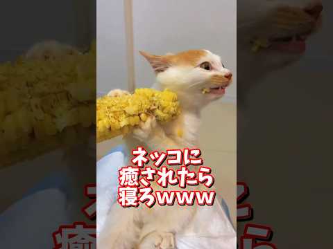 ネッコの動画で癒されたら寝ろｗｗｗ　2ch  動物  猫 癒やし ねこ動画 サムネイル