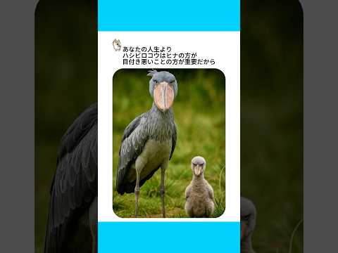 ヒナが強すぎる鳥はこちらwww サムネイル