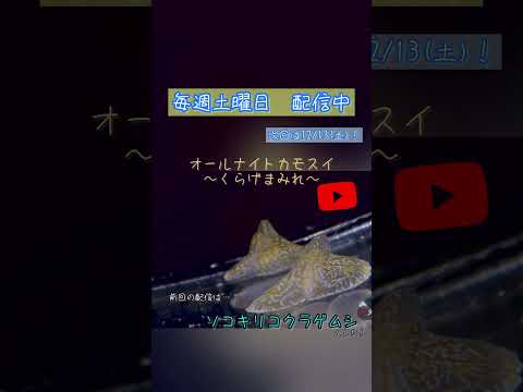 第230回 オールナイトカモスイ〜くらげまみれ〜 #ソコキリコクラゲムシ #shorts サムネイル