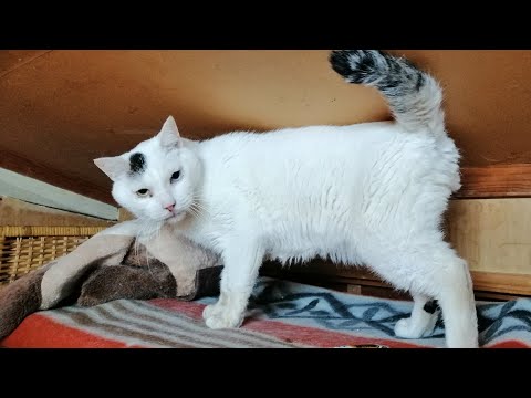 こたつの猫たち がライブ配信中！　2026年2月18日 サムネイル