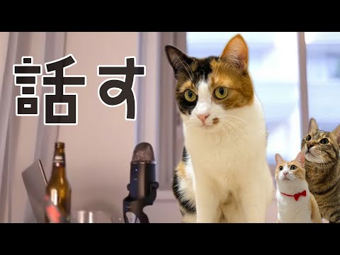【🐈＜配信】猫がぬくぬくと寝ているので邪魔をしないように話します。 サムネイル