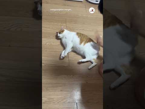 強めのマッサージ｜PECO サムネイル