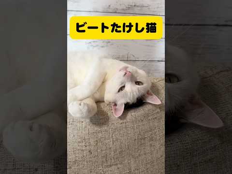 ビートたけし猫 サムネイル