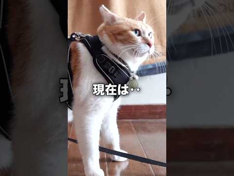 ノラから猫武将になった姿をご覧ください 元野良猫チャチャ 猫武将 ねこ ネコ cat サムネイル