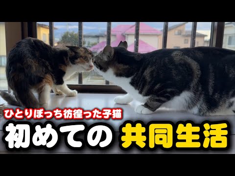 子猫が隔離期間を終え先輩達の部屋へ引越しました サムネイル