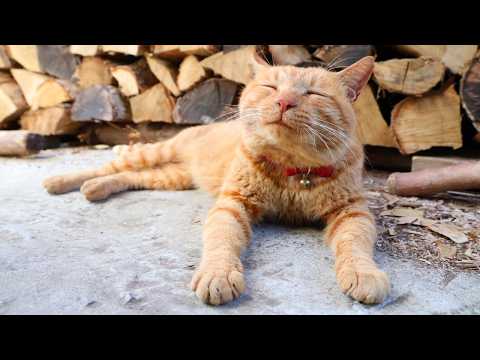 うずまきLIVE配信？　放置？　2026年03月07日 サムネイル