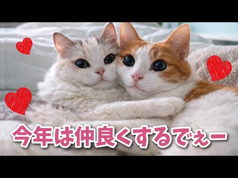 ぼくたち今年は仲良くします！　　　　たぶん サムネイル