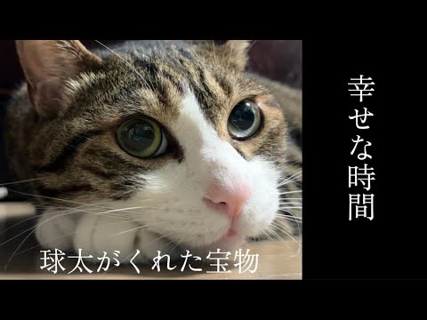 楽しかった日常cats shorts 球太 サムネイル