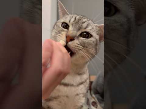 大喜びする飼主と、食いしん坊な猫www cat 猫 サムネイル