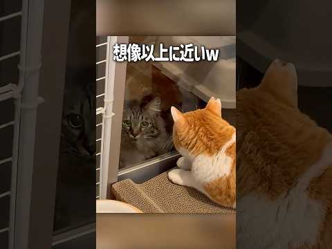 庭に猫が遊びにきた 元野良猫チャチャ 猫武将 ねこ ネコ 猫 サムネイル
