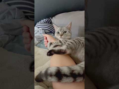 猫に愛されすぎて出社するのが大変...!! cat 猫 サムネイル