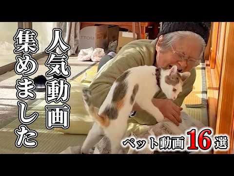 【16選】視聴者さんが選んだ名作、集めました✨👀|PECO