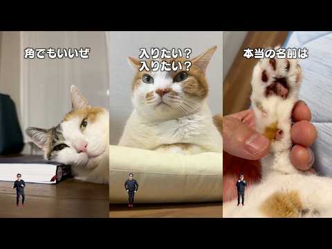 猫飼ってる人にしかワカラナイ５連発 サムネイル