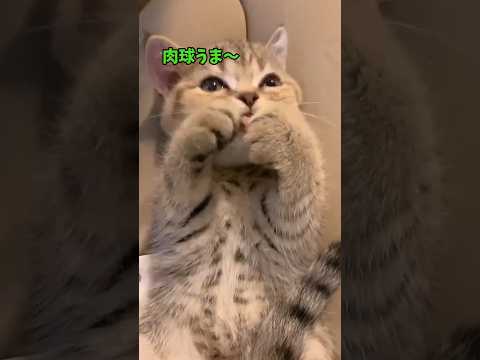 猫って…キューティ😍 サムネイル