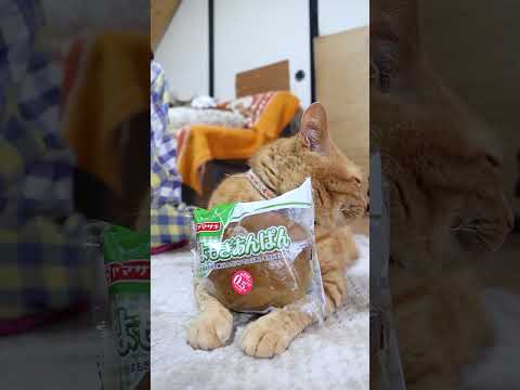 よもぎあんぱん　260418　のせ猫　 cat　 cute　 ネコ　 cutecat　 ねこ　 猫のいる暮らし　 猫… サムネイル