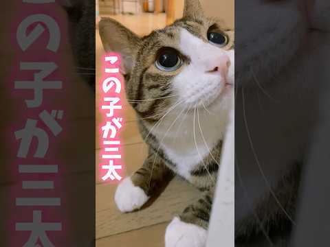 お婆ちゃん子の三太cats shorts 球太 サムネイル