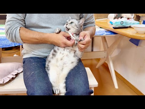 アメリカンショートヘアのあいちゃんの爪切り。 サムネイル