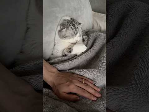 神回！癒しの可愛い猫たちの最新映像集 サムネイル
