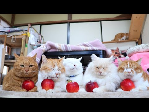 奥州ロマン りんご　251225 サムネイル