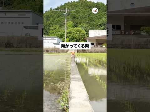 向かってくる柴｜PECO サムネイル