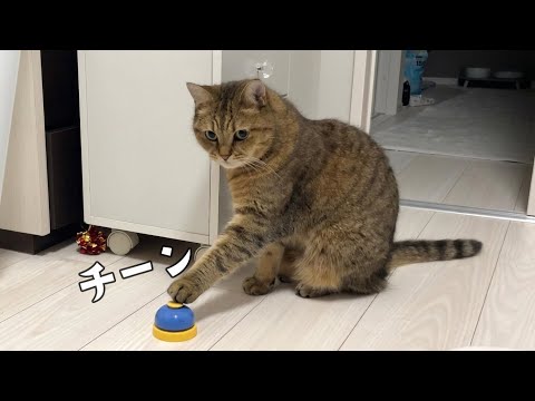 人間を呼ぶときにベルをチーンと鳴らす猫が賢すぎないか？ サムネイル