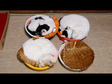 かご猫LIVE配信　2026年6月12日 サムネイル
