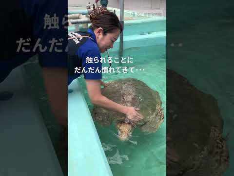 話題沸騰！ヒメウミガメとのスキンシップ体験