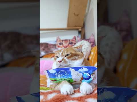 北海道ソフトのエクレア　260521　 cat のせ猫 cute　 北海道ソフトのエクレア ねこ ネコ　 猫　エクレア…