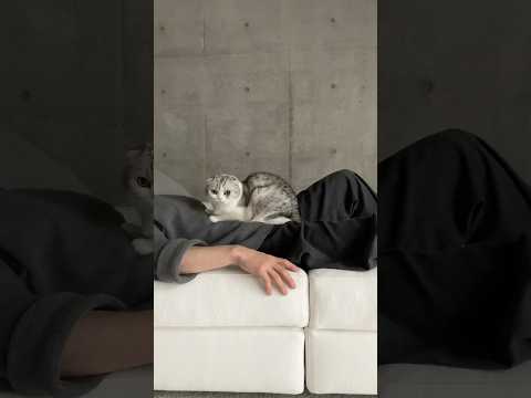 😼&😎 cat 猫 サムネイル