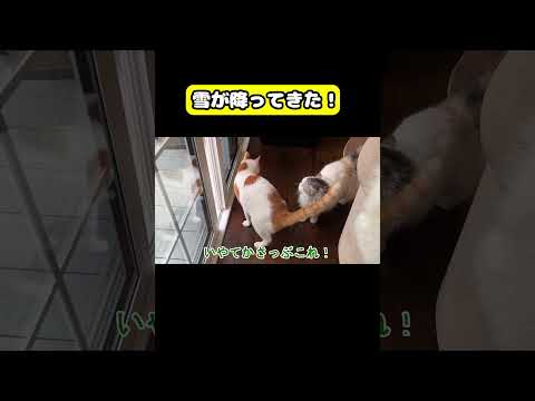 雪が降ってきた！　猫 おもしろ アテレコ ニャンチューバーつくし サムネイル