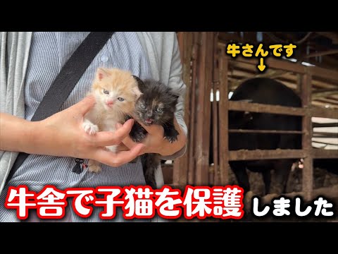 カラスに襲われ怪我をした子猫を保護しました
