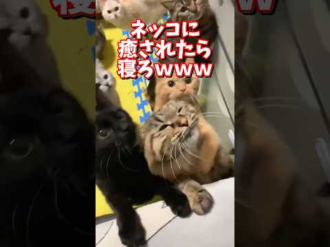 ネッコの動画で癒されたら寝ろｗｗｗ　2ch  動物  猫 癒やし ねこ動画 サムネイル