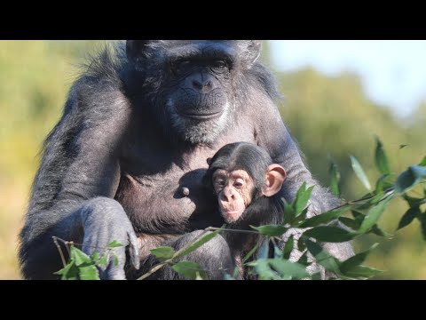 光の中で輝く、産まれて３か月のムクと産まれて４年２か月のファン　のんほいパーク　チンパンジー　202512