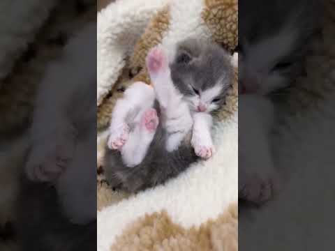 めちゃんこ可愛い🥰