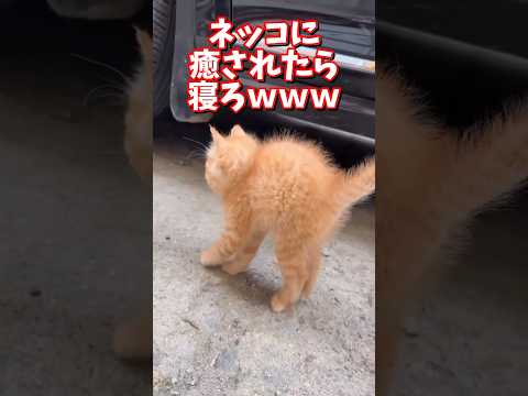 ネッコの動画で癒されたら寝ろｗｗｗ　2ch  動物  猫 癒やし ねこ動画 サムネイル
