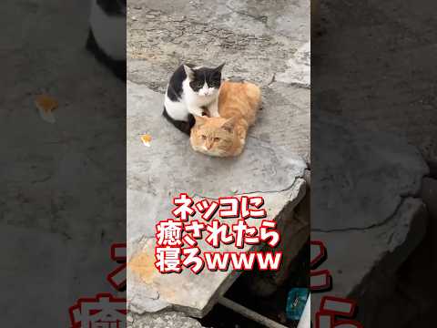 ネッコの動画で癒されたら寝ろｗｗｗ　2ch  動物  猫 癒やし ねこ動画 サムネイル