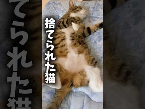 人間に捨てられたのに…人間を癒してくれる存在cats shorts 球太 サムネイル