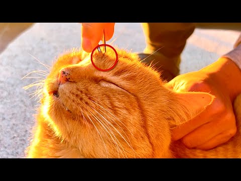 野良猫の頭にヤバすぎるものが寄生してる！！ サムネイル