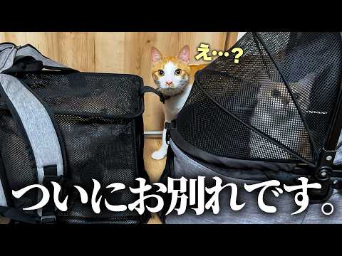 大好きな子猫たちとの別れの瞬間…。不安そうに見つめるお兄ちゃん猫がずっと寄り添っていました。 サムネイル