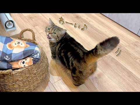 大好きなパパの帰りを待ち侘びていた猫の反応が可愛すぎる！ サムネイル